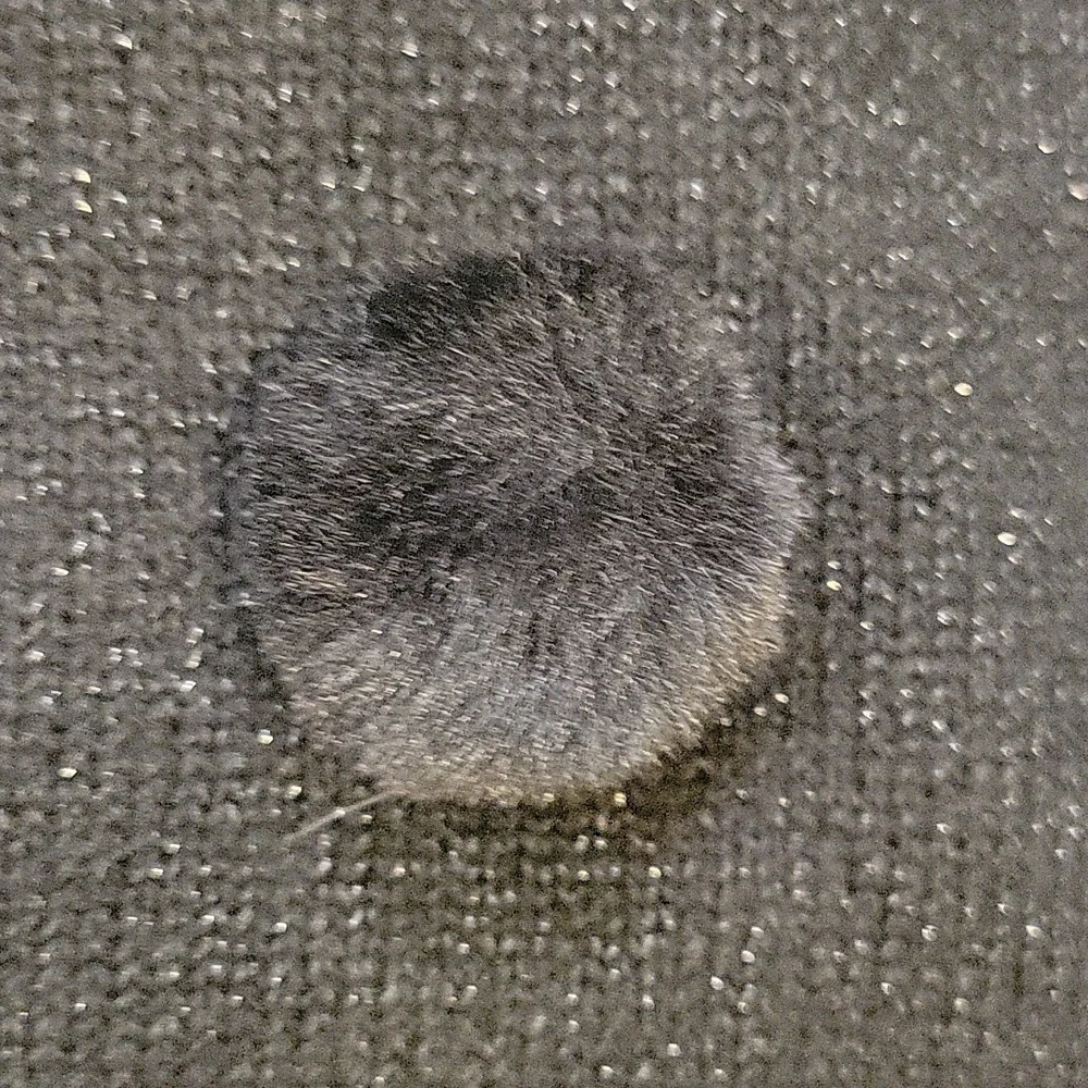 Primark adorable unique